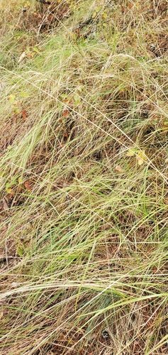 Image of Calamagrostis rubescens by (c) J Straka, some rights reserved (CC BY)