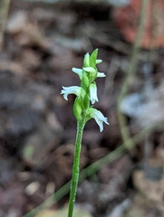 Spiranthes ovalis erostellata
