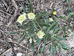 Chamaesaracha edwardsiana