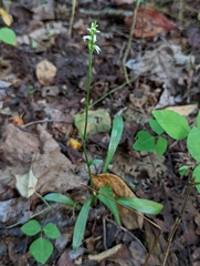 Spiranthes ovalis erostellata