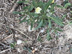 Chamaesaracha edwardsiana