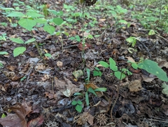 Spiranthes ovalis erostellata