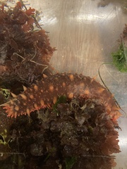 Apostichopus californicus