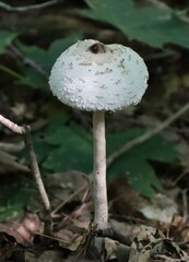 Chlorophyllum rhacodes