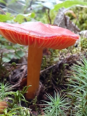 Hygrocybe