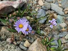 Erigeron speciosus