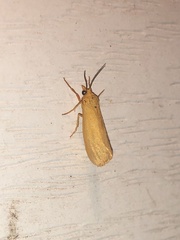 Virbia aurantiaca