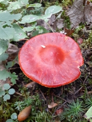 Hygrocybe
