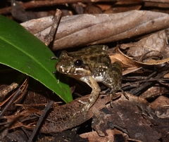 Leptodactylus fragilis