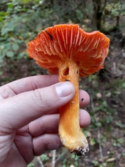 Hygrocybe