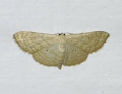 Scopula benitaria