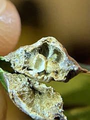 Callirhytis quercusfutilis