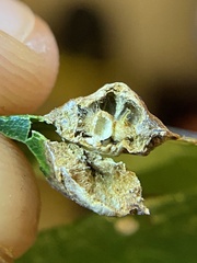 Callirhytis quercusfutilis