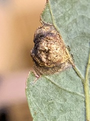 Callirhytis quercusfutilis