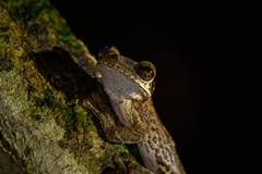 Osteocephalus taurinus