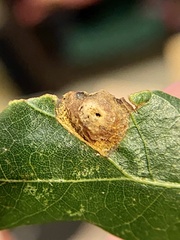 Callirhytis quercusfutilis