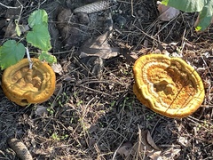 Phaeolus