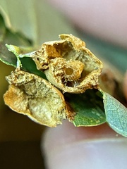 Callirhytis quercusfutilis