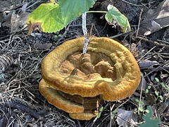 Phaeolus