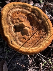 Phaeolus