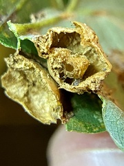 Callirhytis quercusfutilis