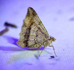Psamatodes abydata