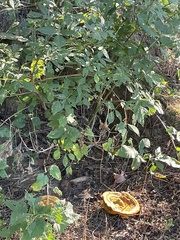 Phaeolus