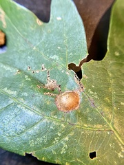 Callirhytis quercusfutilis