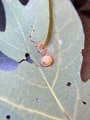 Callirhytis quercusfutilis