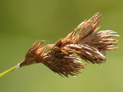 Carex scoparia