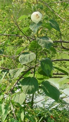 Hibiscus lasiocarpos