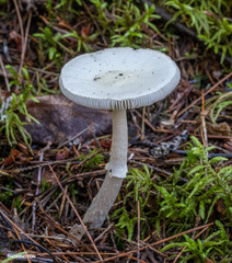 Amanita virosa