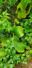 Veratrum viride eschscholtzianum