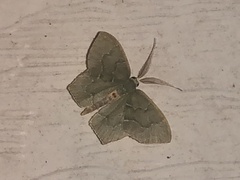 Chloropteryx tepperaria