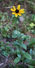 Rudbeckia hirta