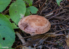 Lactarius vinaceorufescens