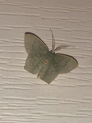 Chloropteryx tepperaria