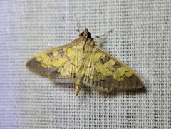 Diacme elealis
