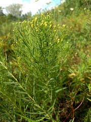Galatella biflora