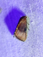 Galgula partita