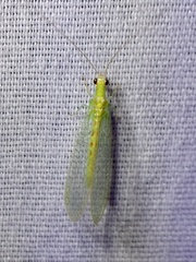 Chrysopa quadripunctata