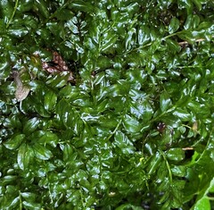 Plagiomnium cuspidatum