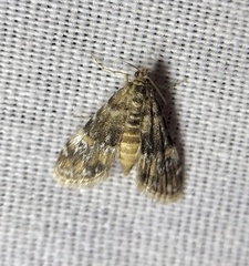 Elophila obliteralis