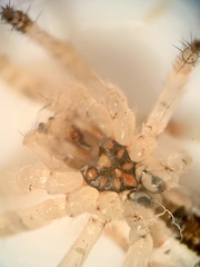 Allocyclosa bifurca