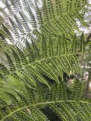 Athyriaceae