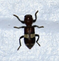 Enoclerus quadrisignatus