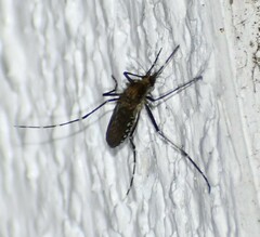 Aedes taeniorhynchus