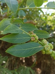 Glochidion lanceolatum