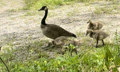Branta canadensis