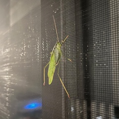 Tettigoniidae